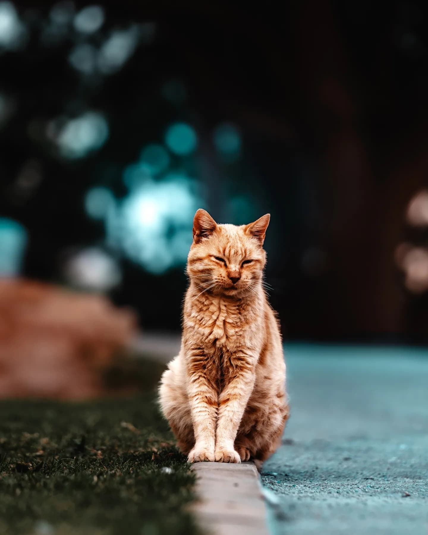Street Cat at Blue Hour. A small daily moment carrying the coolness and calm of blue hour.